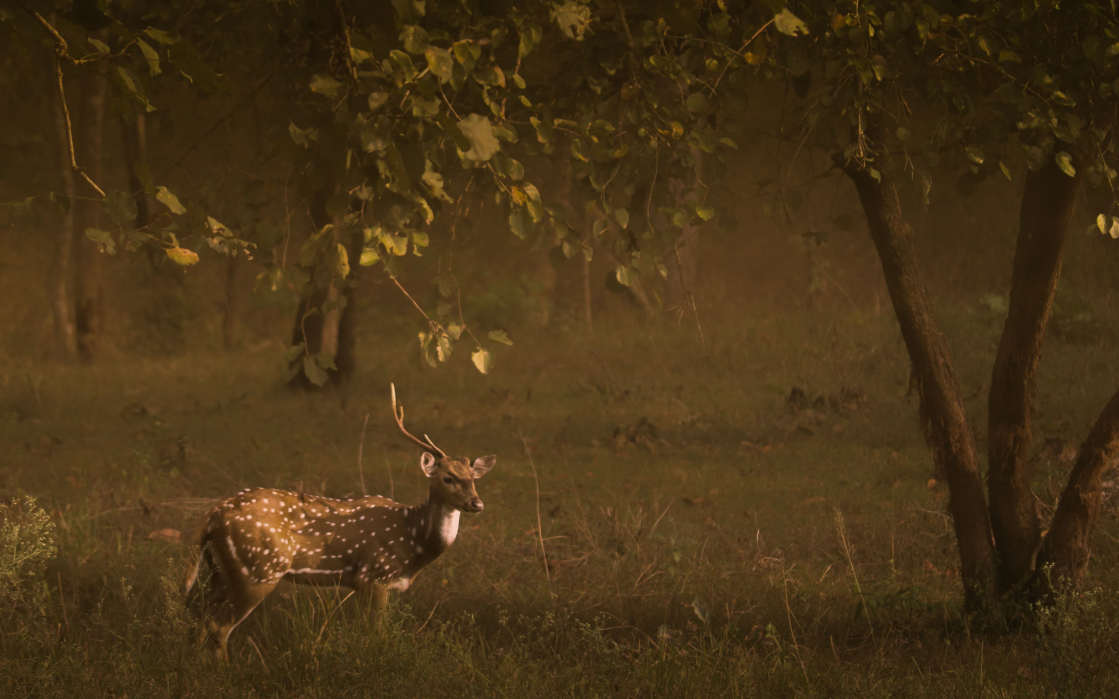 Grand Karnataka & Kerala Explorer — image 4