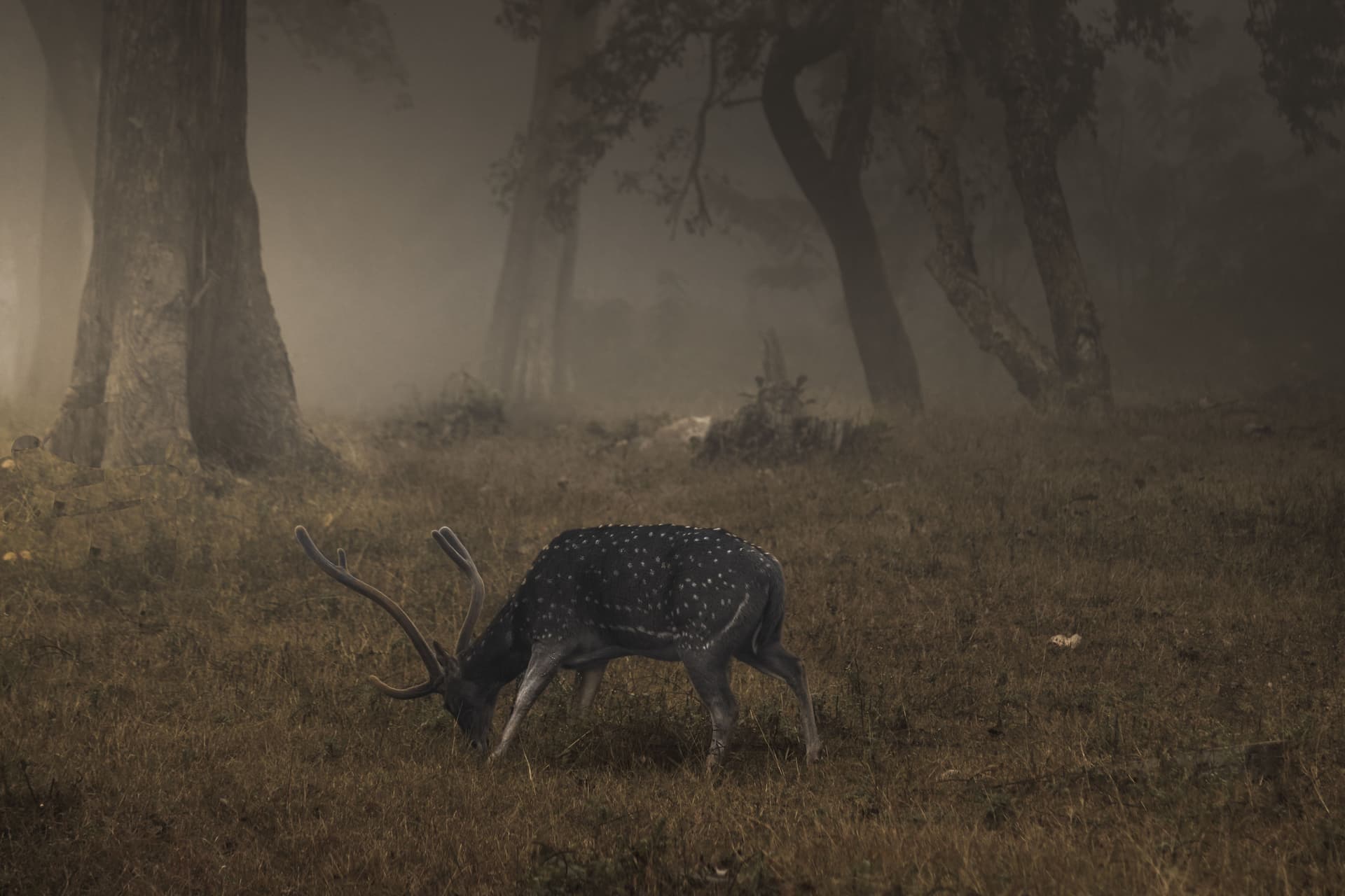 Grand Karnataka & Kerala Explorer — image 4