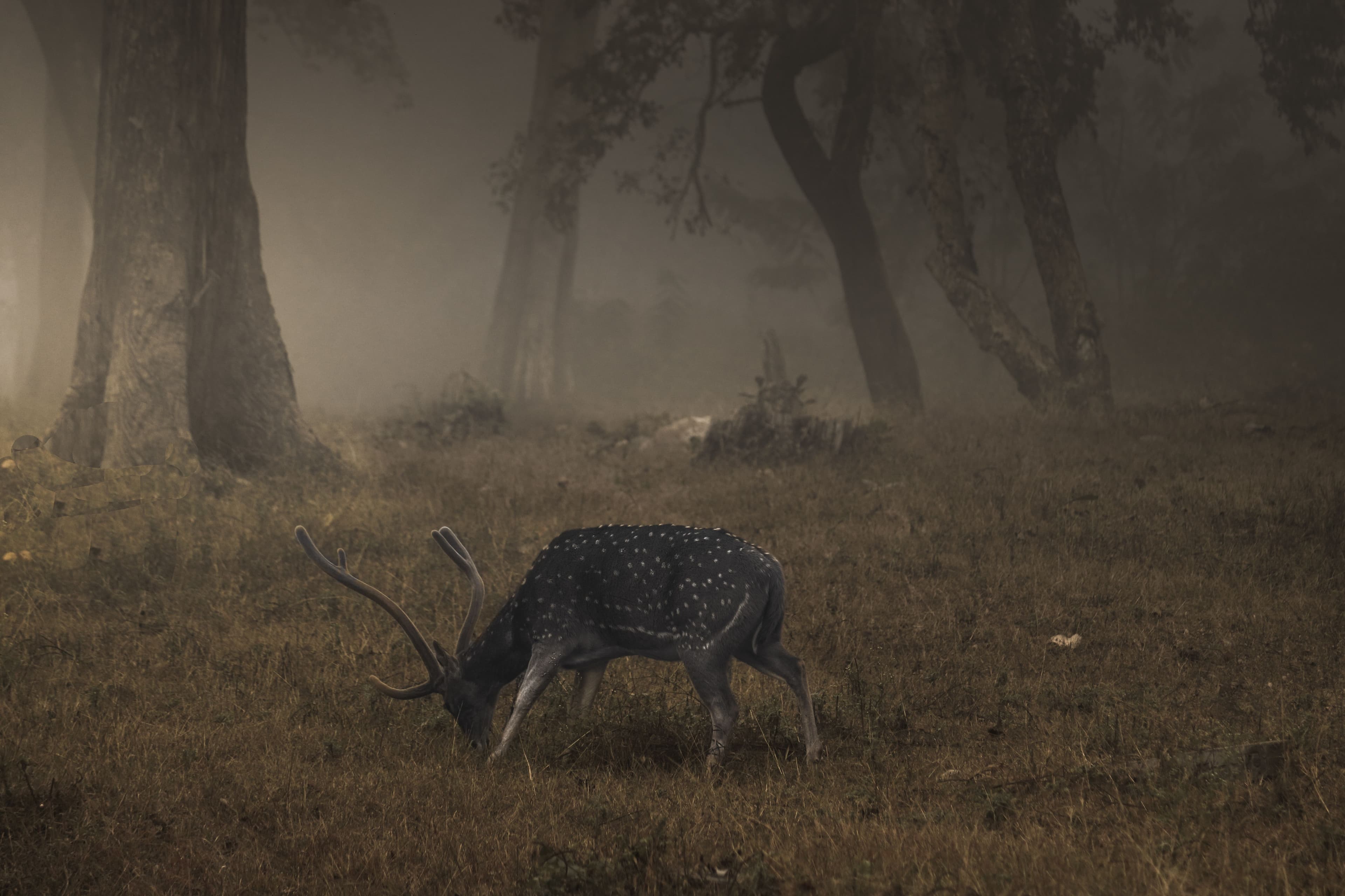 Grand Karnataka & Kerala Explorer — image 5