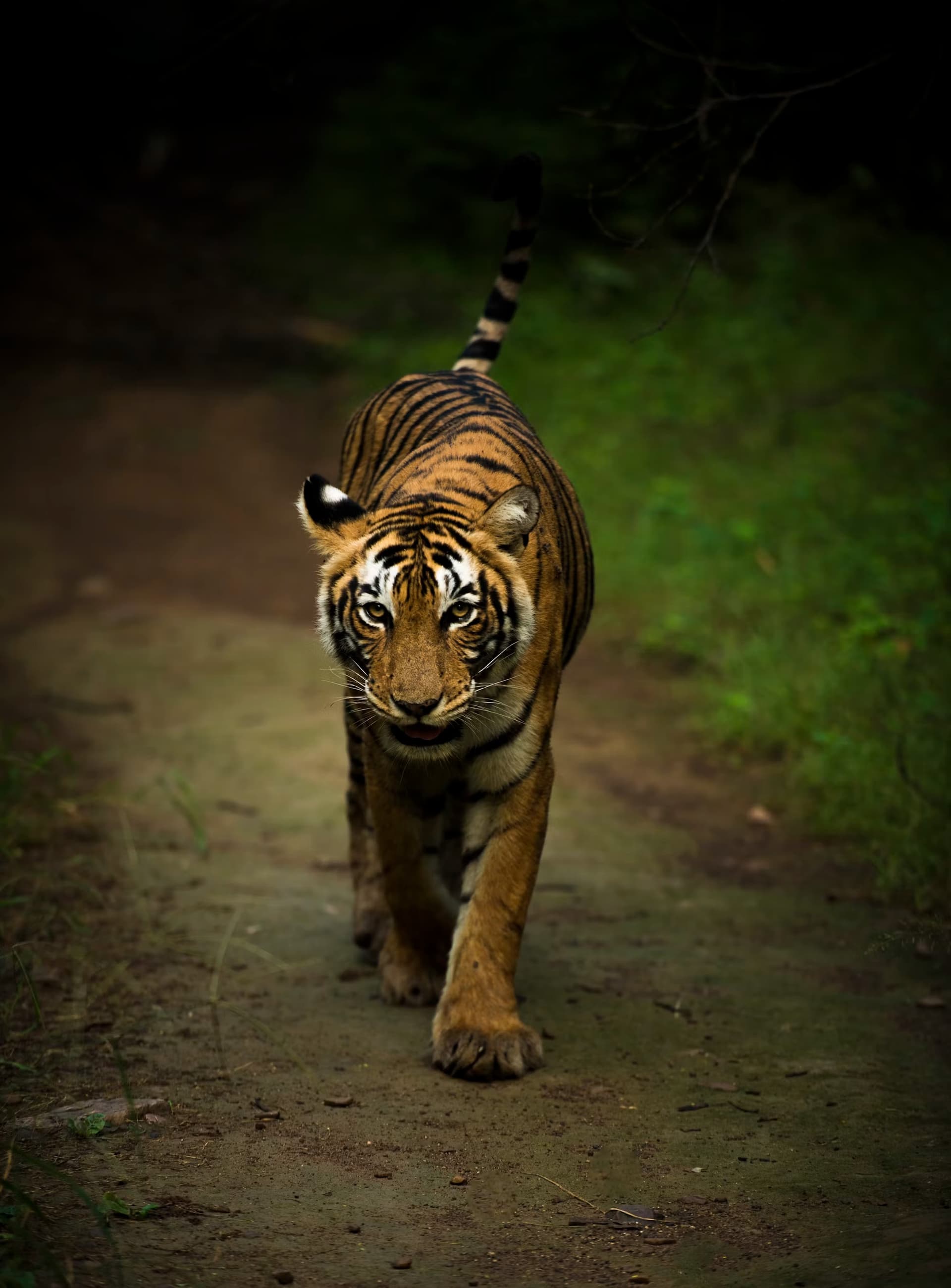 Ranthambore Wildlife