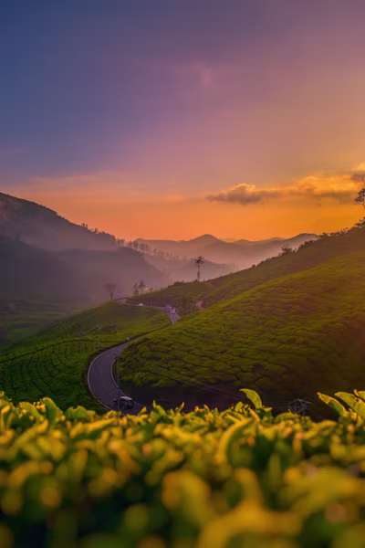 Tea garden