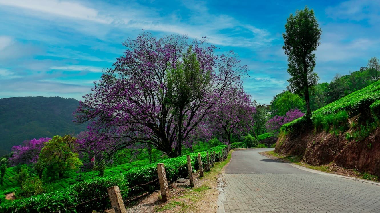 Munnar & Thekkady Nature Escape | kerala