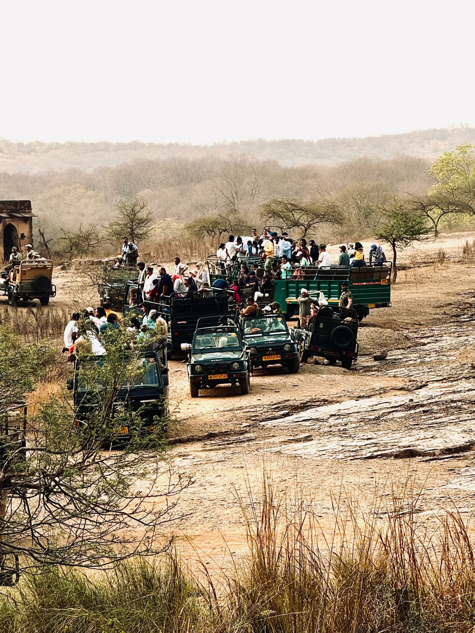 wild life safari
