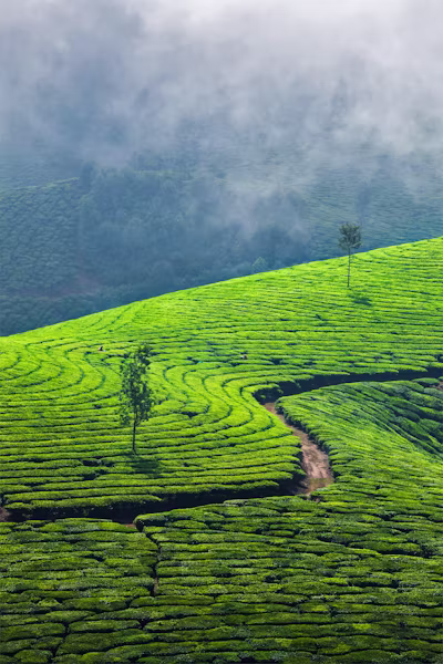 Tea Garden