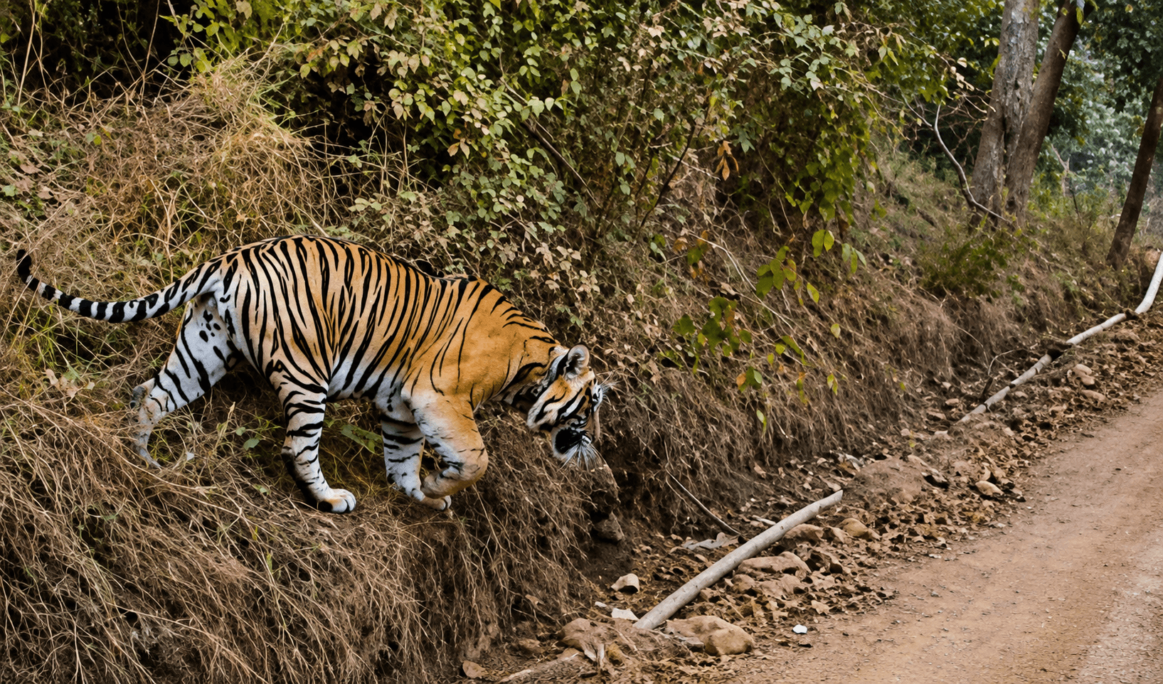 Alwar and Nature tour package