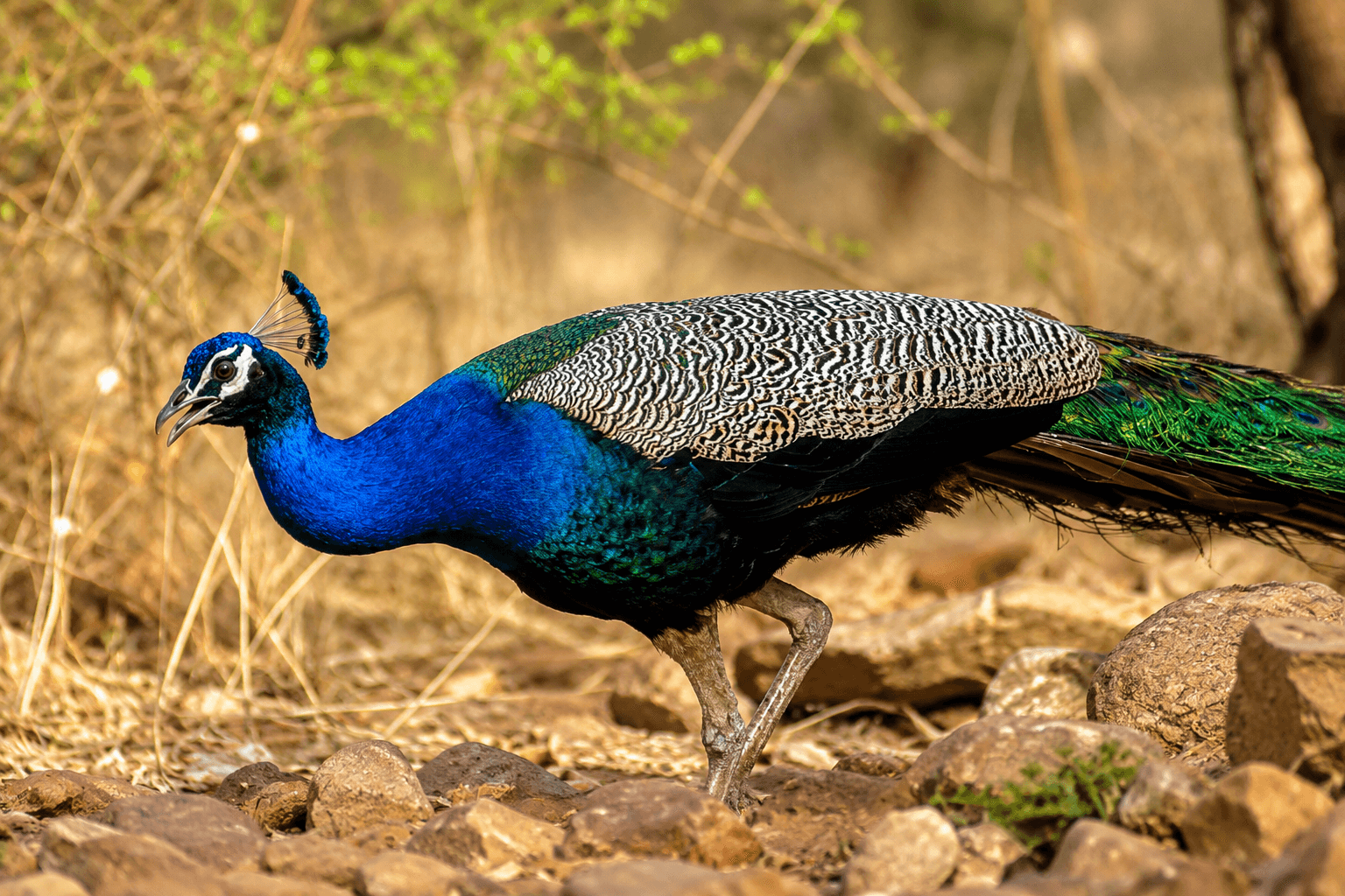 Sariska National Park