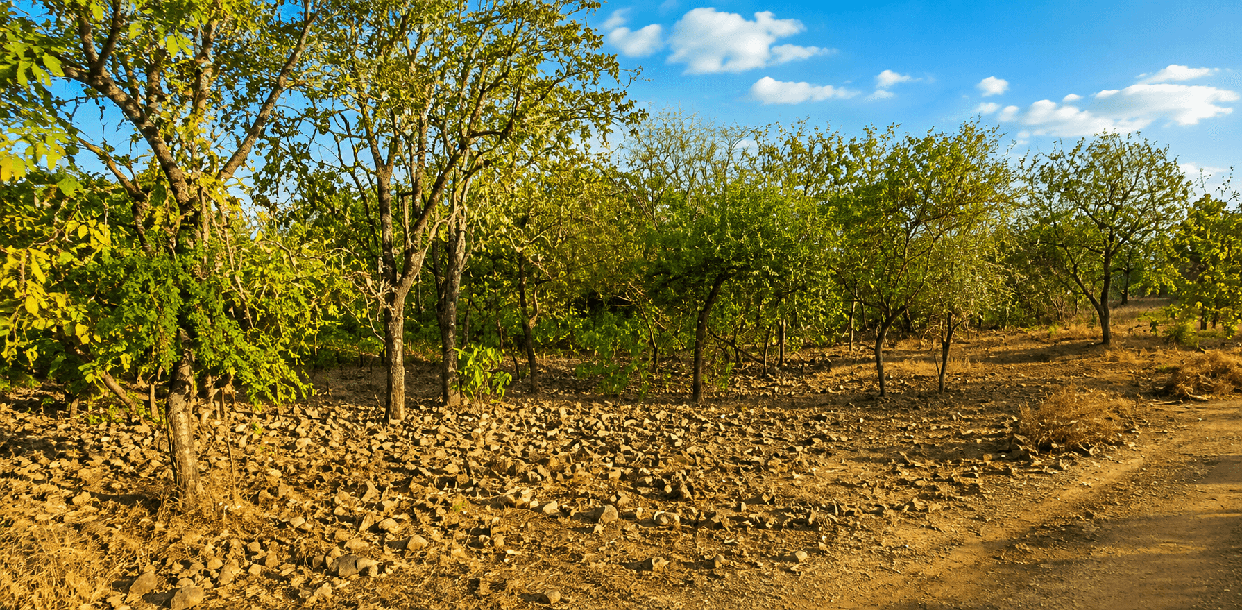 Gir National Park Wildlife Safari — image 3