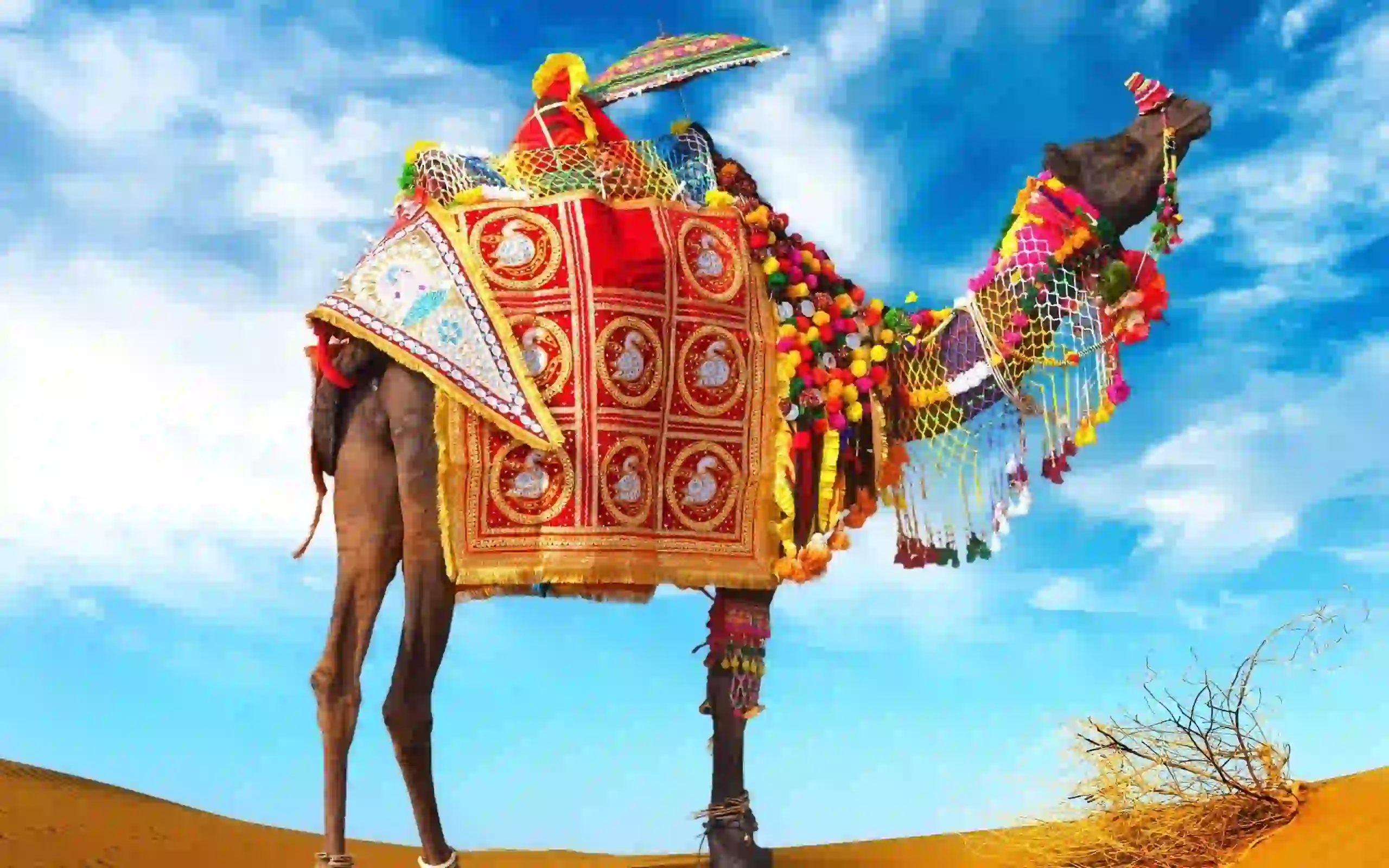 Rajasthan Cultural Explorer