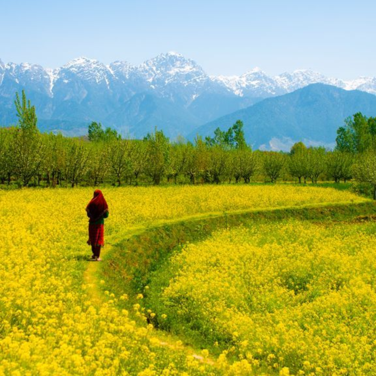 Kashmir Couple Special Tour Package