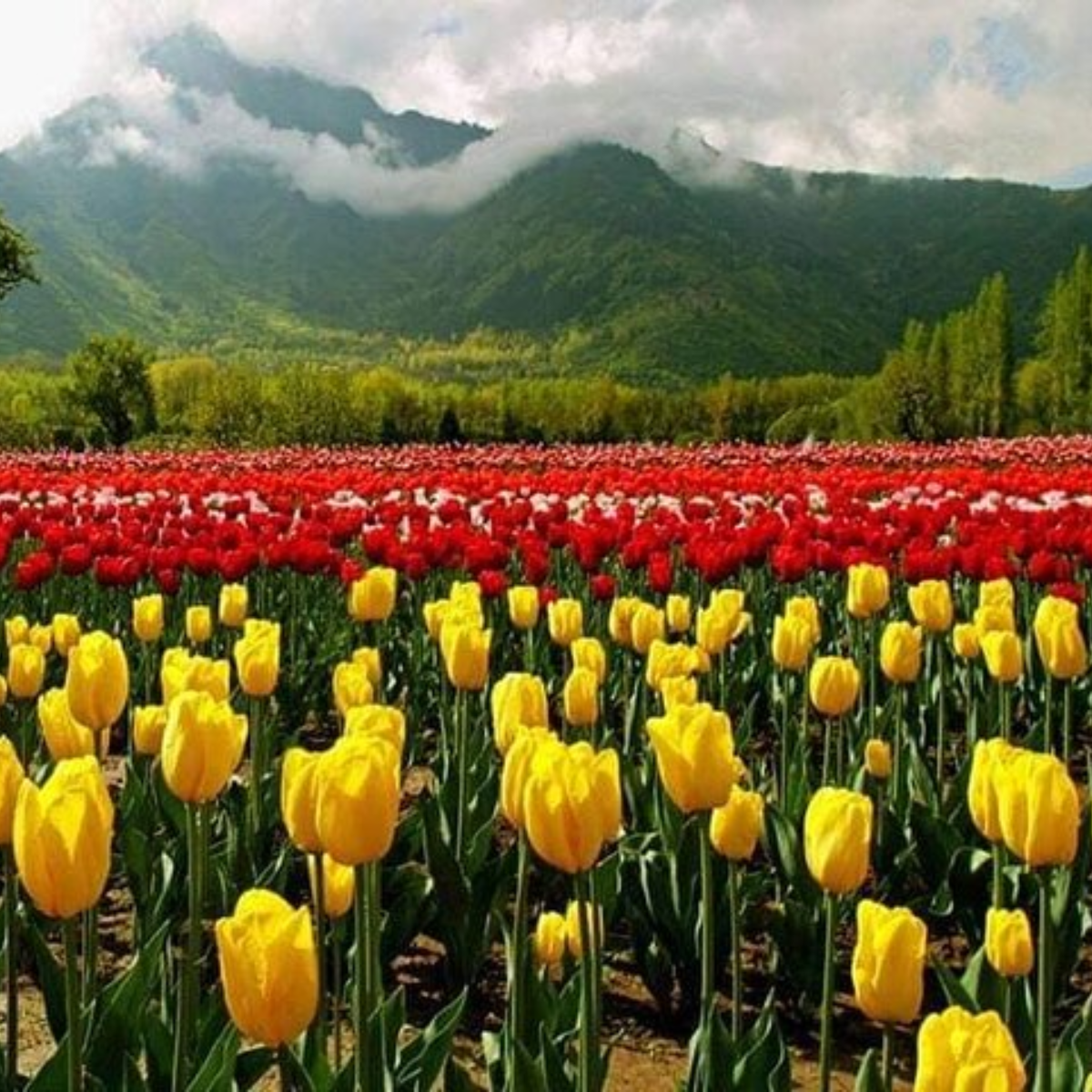 Kashmir Honeymoon Tour Package